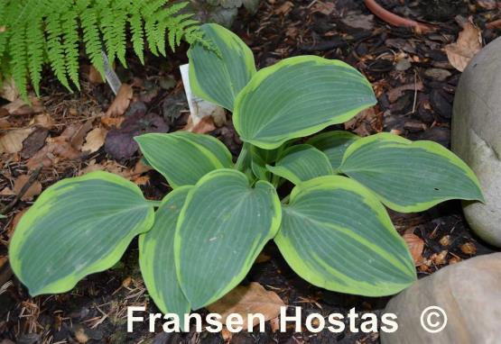 Hosta Ringmaster